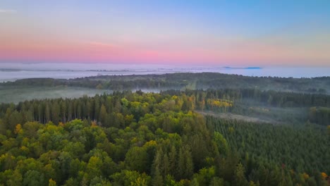 Filmflug-Am-Morgen-In-Einem-Wald