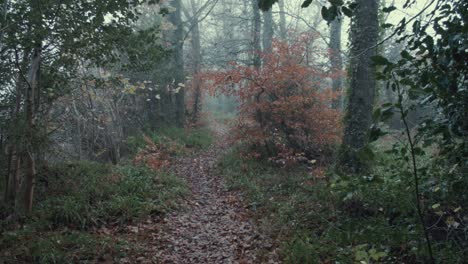 Camino-Del-Bosque-En-Otoño-Exuberante-Vegetación-Vibrante