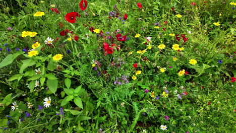 vibrant, dense wildflower meadow with diverse blooms in red, yellow, purple, and white