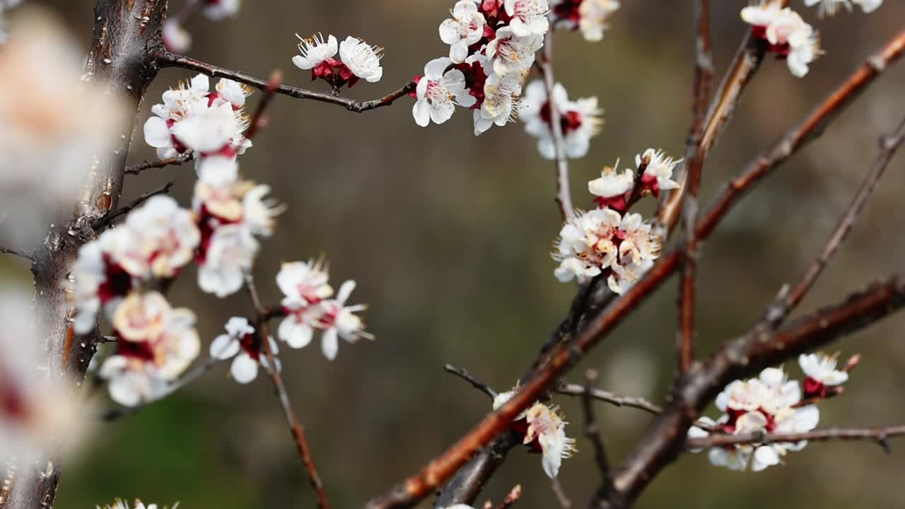 Api che impollinano i fiori di un albero di albicocco in fiore
