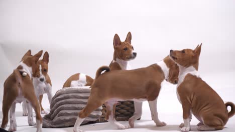 laugh along with these amusing red dog puppies as they have a blast, showcasing their playful spirit and adorable antics in this entertaining stock footage