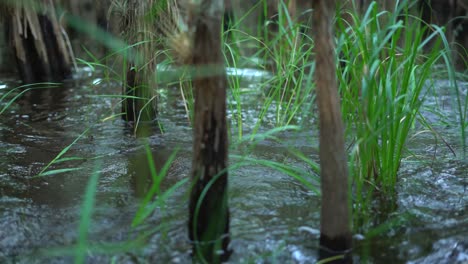 Nahaufnahme-Der-Beine-Eines-Mannes,-Der-Durch-Die-Everglades-Von-Florida-Wandert