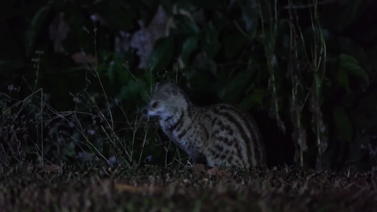 Facing to the left and suddenly turns its head towards the camera and to the left again, Small Indian Civet Viverricula indica, Thailand