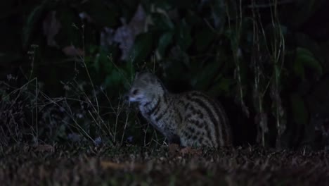 facing to the left and suddenly turns its head towards the camera and to the left again, small indian civet viverricula indica, thailand