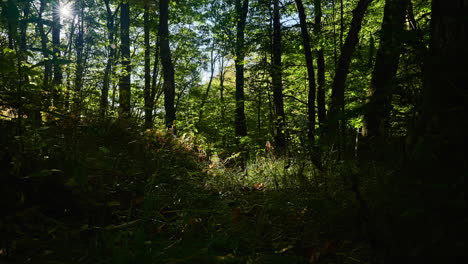 The-sun-forms-a-star-sparkling-through-the-trees-as-shadows-crawl-across-the-dense-forest-floor---time-lapse