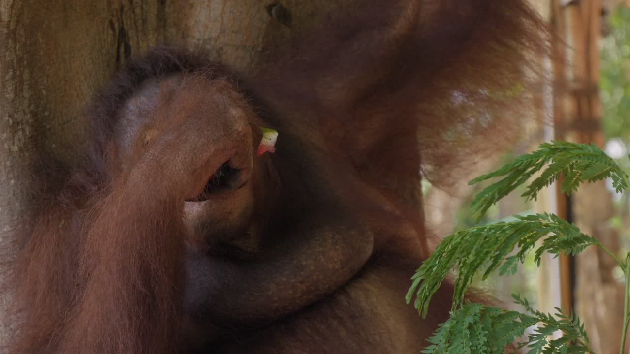 Portrait of female Orangutan eating watermelon
