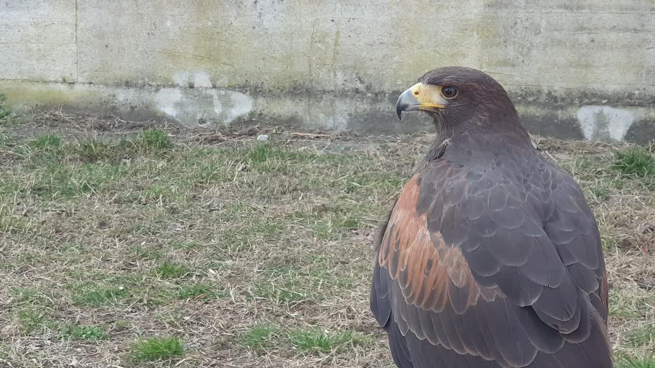 Zoom out of red wings hawk moving head