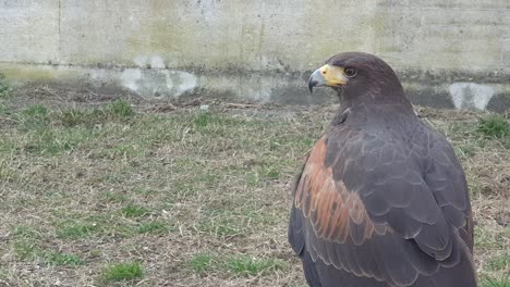 zoom out of red wings hawk moving head