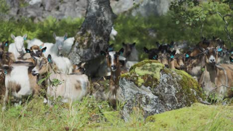 a close-up shot of the goat herd on the rocky pasture under the birch tree