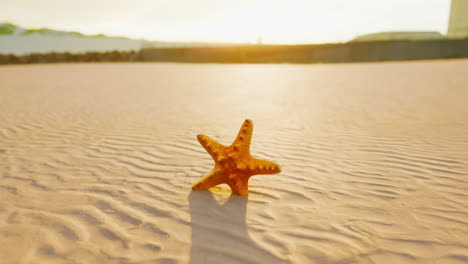 estrellas de mar en la playa de la ciudad