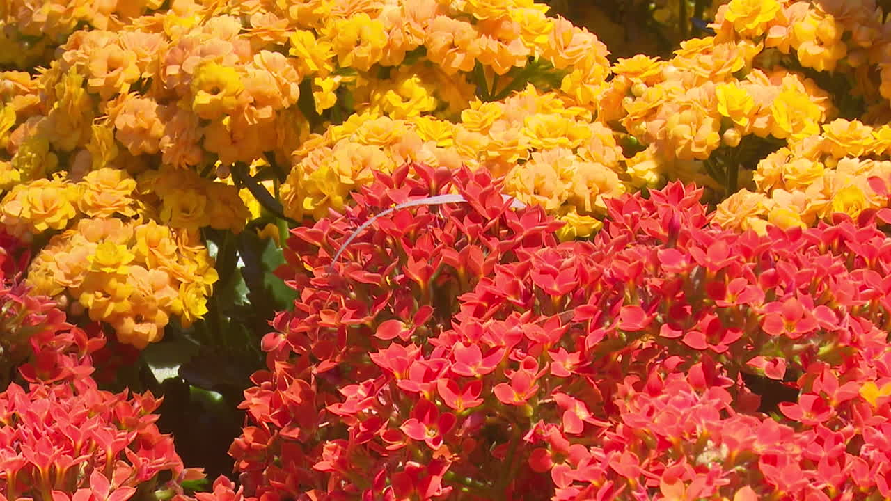 오렌지와 붉은 꽃