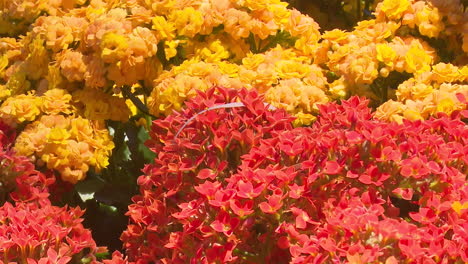 orange and red flowers