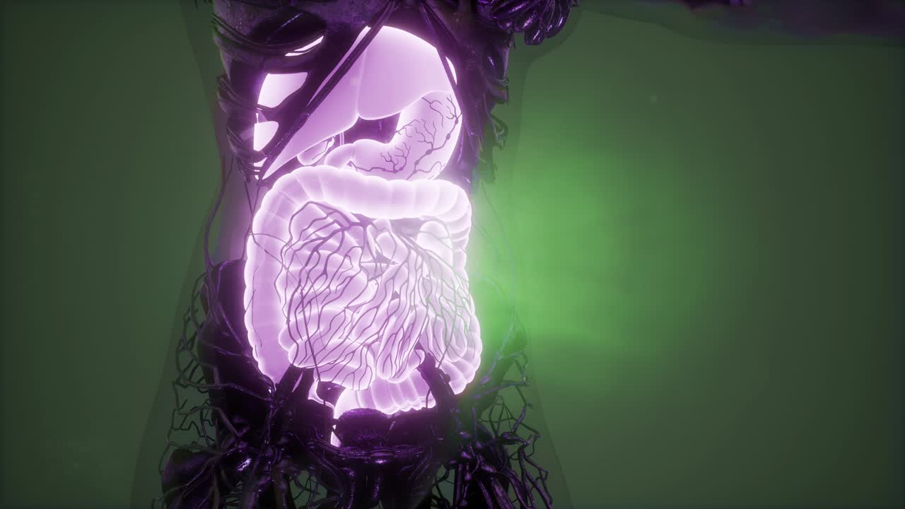 cuerpo humano con sistema digestivo visible