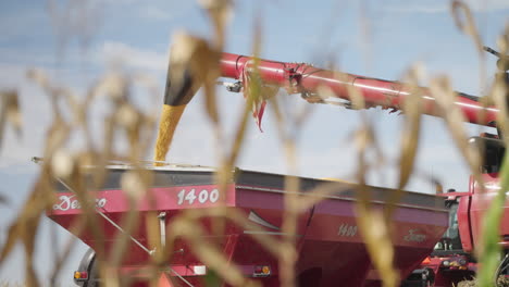 Cosechadora-Vertiendo-Grano-De-Maíz-Recién-Cosechado-En-El-Carro-De-Grano