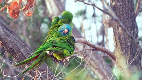 Un-Grupo-De-Periquitos-De-Corona-Azul-Posados-En-La-Rama-De-Un-árbol-Mientras-Se-Arreglan,-Hábitat-Natural