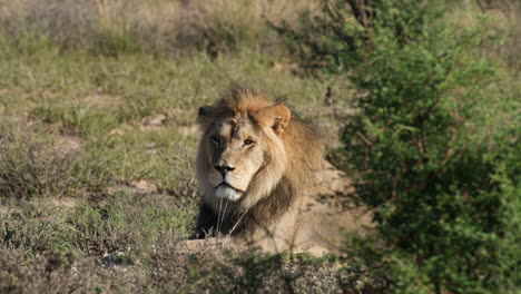 León-En-Pastizales-Africanos,-Sentado-Y-Descansando---Plano-General