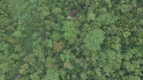 Copa-De-árbol-Verde-De-La-Selva-Tropical