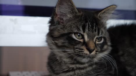 gato deprimido encontró esperanza y se despertó más fuerte