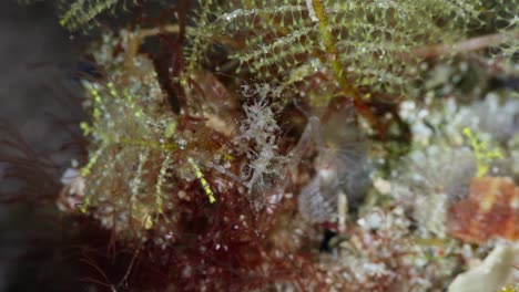 female skeleton shrimp brooding juveniles as they hang onto her