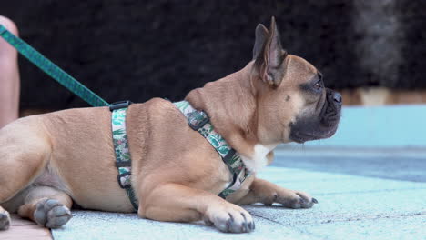 video de 4k de un bulldog francés acostado en el piso de baldosas y mirando a su alrededor mientras su dueño está sentado detrás en lidzbark, polonia