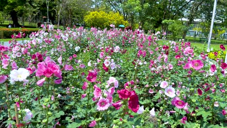 a colorful field of blooming hollyhocks in jatujak park, bangkok, captured under bright daylight with lush greenery