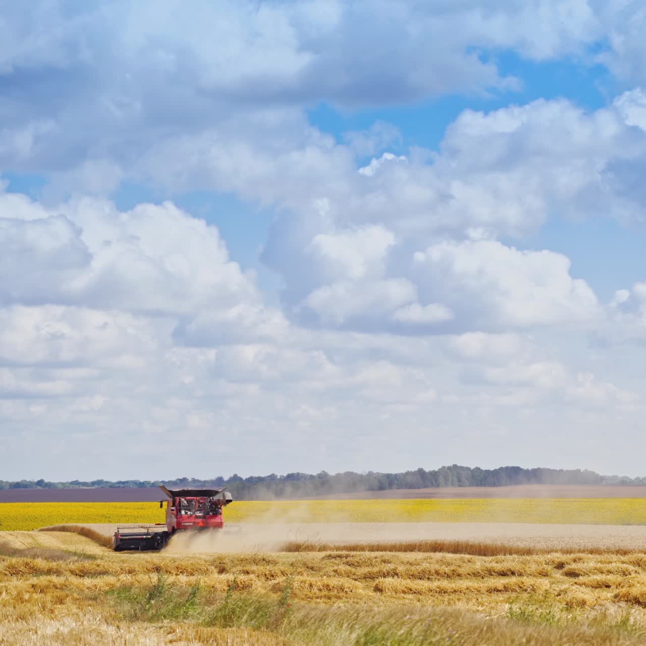 Combine harvester on golden field under the sky. Seasonal works of harvesting ripe wheat in the farmland.