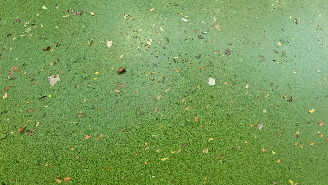 Duckweed floating on water in Chonburi, Thailand