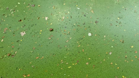 duckweed floating on water in chonburi, thailand
