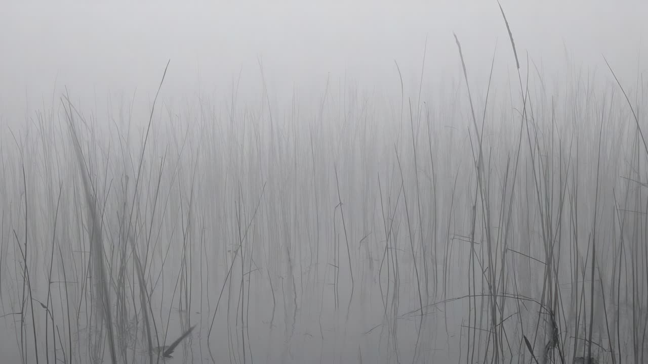 Light breeze stirring tall thin reed stems, cluster swaying over shallow water in marsh with fog