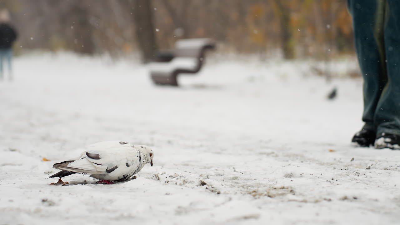 눈 인 땅에서 먹는 비둘기, 에서 는 사람, 벤치 근처의 배경에서 흐릿한 인물, 겨울에 도시 야생동물을 포착