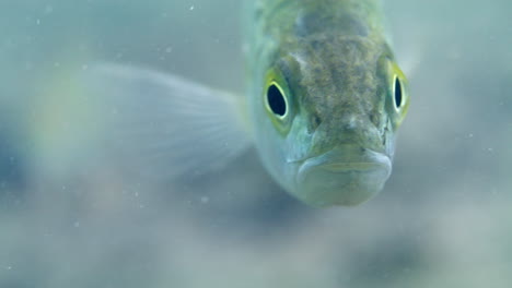 Barsch-Aus-Nächster-Nähe-Direkt-In-Die-Kamera-Schauen-Und-Wegschwimmen