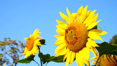 honey bees collecting pollen on a blooming sunflower