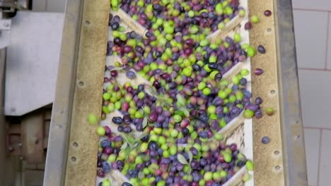 Slow-motion-footage-of-olives-being-separated-from-their-leaves-for-production-at-an-olive-oil-factory