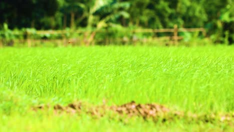 libélulas volando sobre el cultivo de arroz en bangladesh