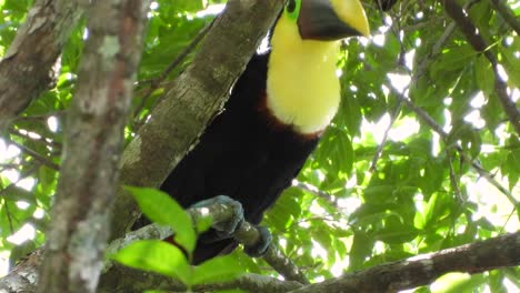 Swainsons-toucan-or-Chestnut-mandibled-toucan,-a-big-beautiful-jungle-bird-sitting-on-a-branch-in-a-bright-sun-lit-tree