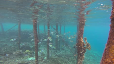 numerosos peces sargento mayor navegan a través de pilares incrustados de coral en las aguas turquesas de raja ampat, indonesia.