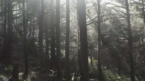 Pann-through-a-dark-forest-midday-with-sun-rays-and-flares