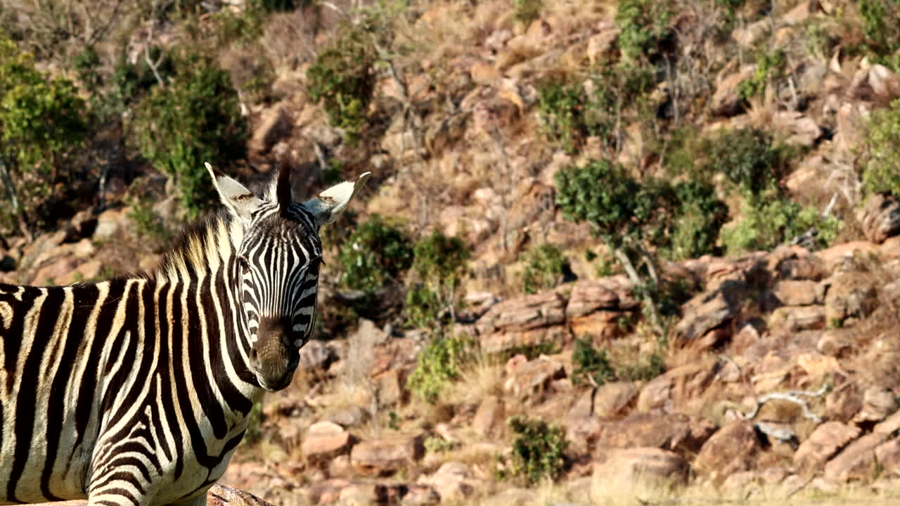 Ripresa con teleobiettivo di una zebra di Burchell che mastica alla luce del pomeriggio, spazio per il testo