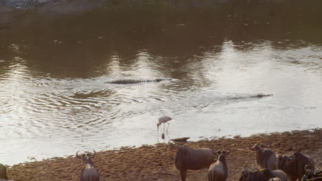 Zwei-Krokodile-Warten-Geduldig-Darauf,-Dass-Gnus-Versuchen,-Den-Mara-Fluss-Zu-überqueren,-Während-Ein-Storch-Lässig-Vorbeiwatet