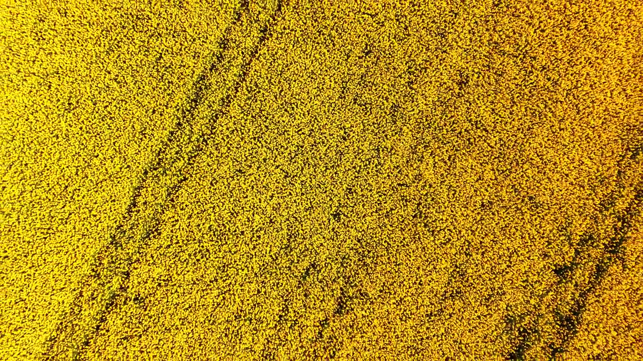 Prospettiva verticale con drone rivela fitti grappoli di fiori giallo-verdi con steli scuri visibili in mezzo. Vista aerea della texture di fitte fioriture gialle di colza.