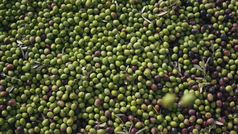 olives close-up