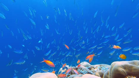 Close-up-of-lot-of-blue-chromis-little-fish-swimming-around-hard-corals-in-the-reef