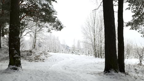 Bosque-Cubierto-De-Nieve