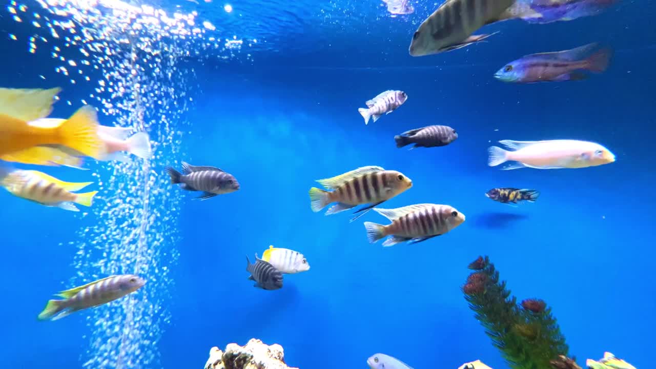 거품이 있는 다채로운 수족관, 주변에 헤엄치는 담수 물고기와 수생 식물