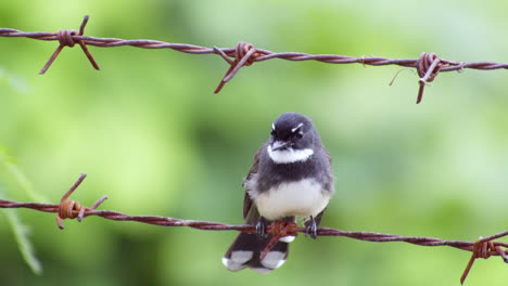 Perching-on-a-barbed-wire,-a-White-throated-Fantail-Rhipidura-albicollis-switched-its-position-and-flew-upwards-to-the-trees-in-the-background