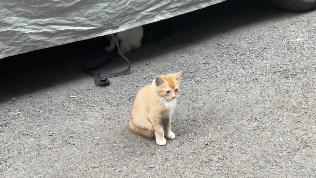 A cute brown kitten sitting with a frightened look.