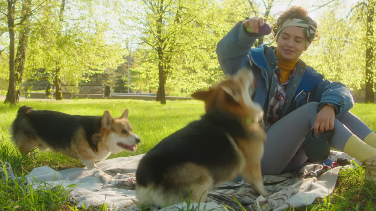 Young woman playing with two Corgi dogs on a blanket in a sunny park