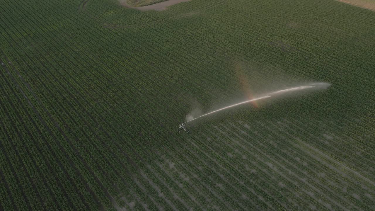 imágenes de drones de rociadores de riego de campo rociando agua al atardecer