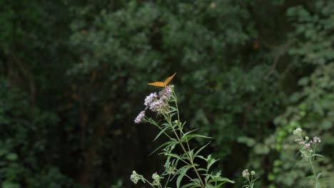 Butterfly-flying-in-nature