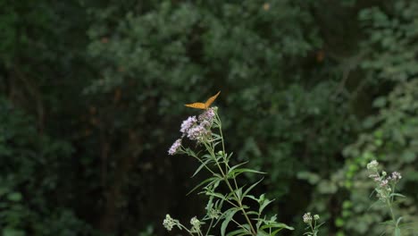 butterfly flying in nature